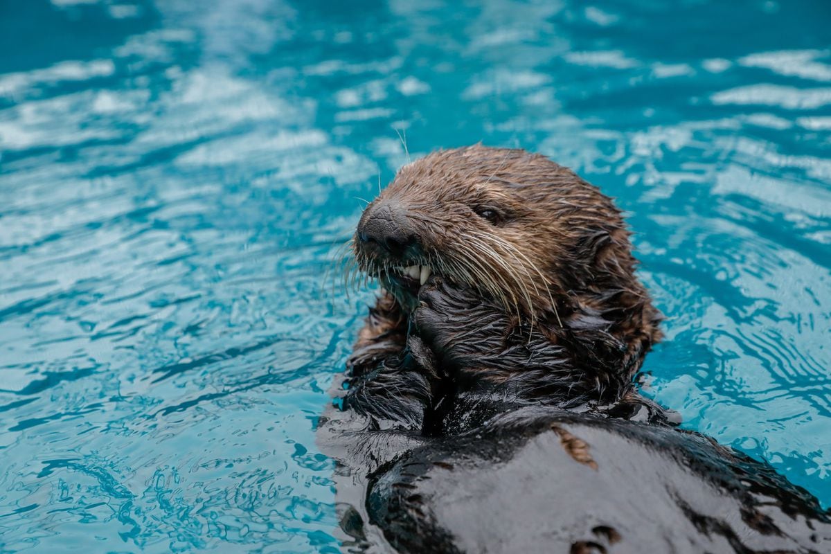 Alaskan sea otters coming to Birmingham Sea Life Centre in UK first ...