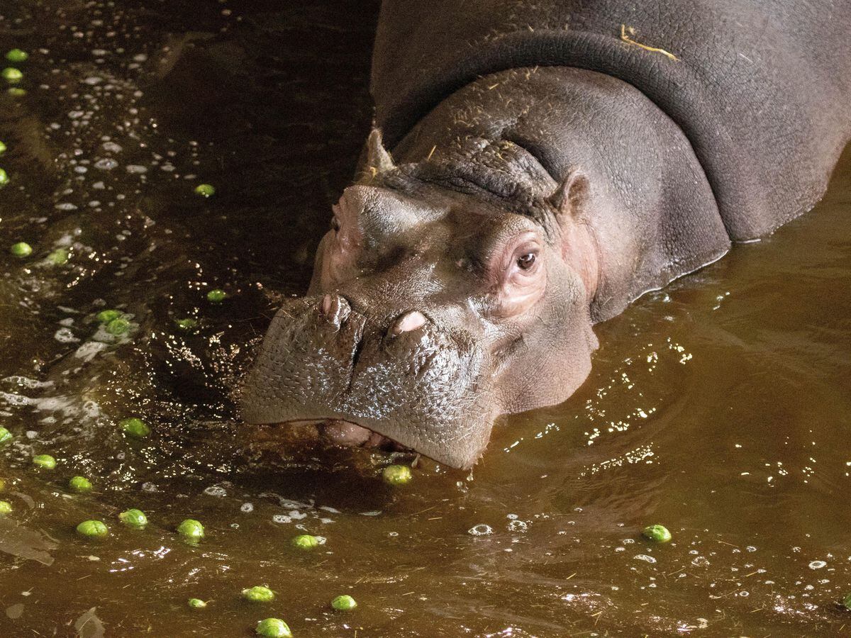 Hippo eating sprouts in the water