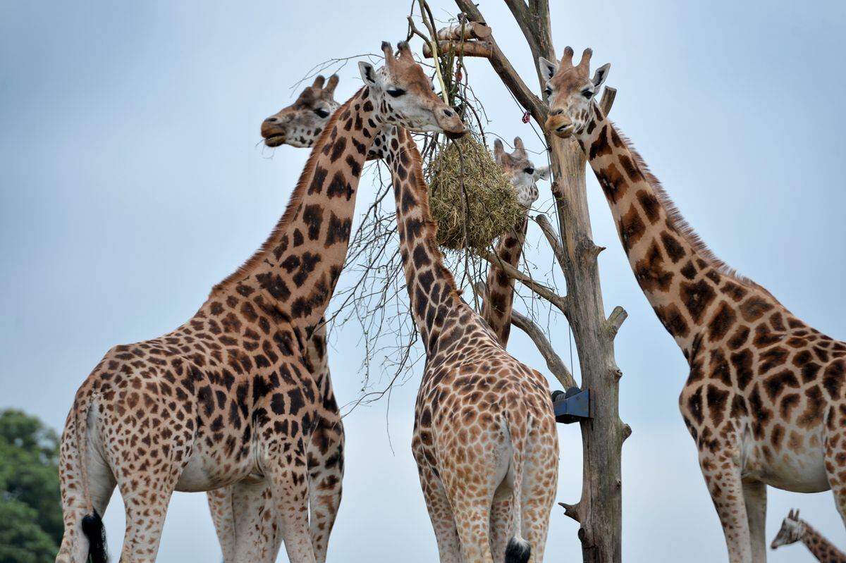Giraffe at West Midland Safari Park