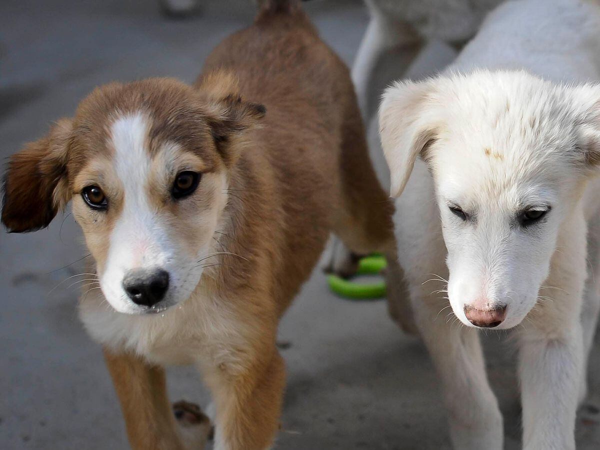 Seble (left) and Benson, (right), eight week old puppies who have who have been rescued and are looking to be re-homed at the Nowzad Dogs charity based in Kabul, Afghanistan (Ben Birchall/PA)