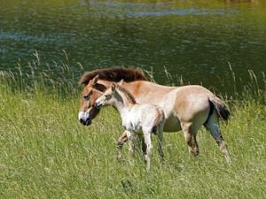 Rare Przewalski’s foal Basil