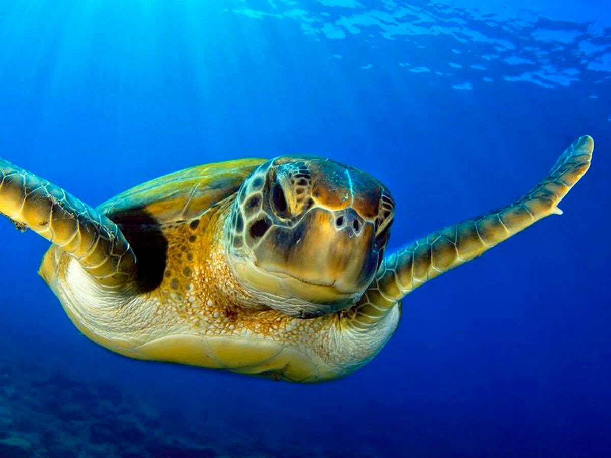 Sea turtles are coming back from the brink of extinction following