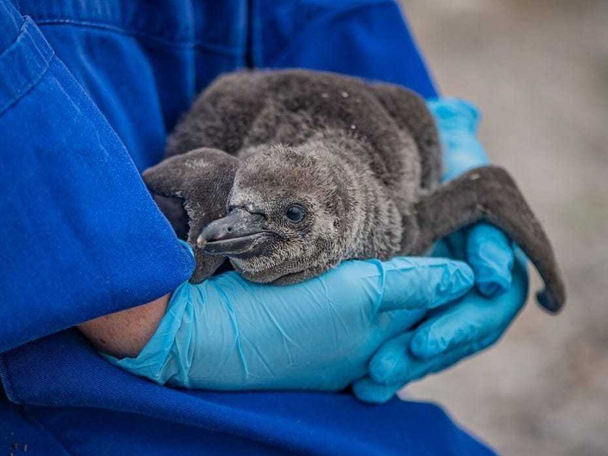A baby penguin chick