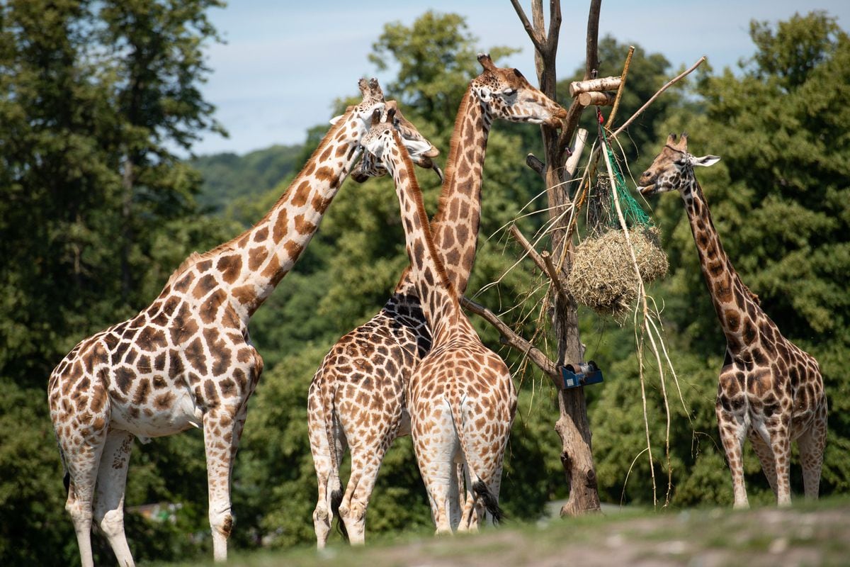 Visitors observe giraffes at West Midland Safari Park in Bewdley, as Britain is braced for a June heatwave as temperatures are set to climb into the mid-30s this week