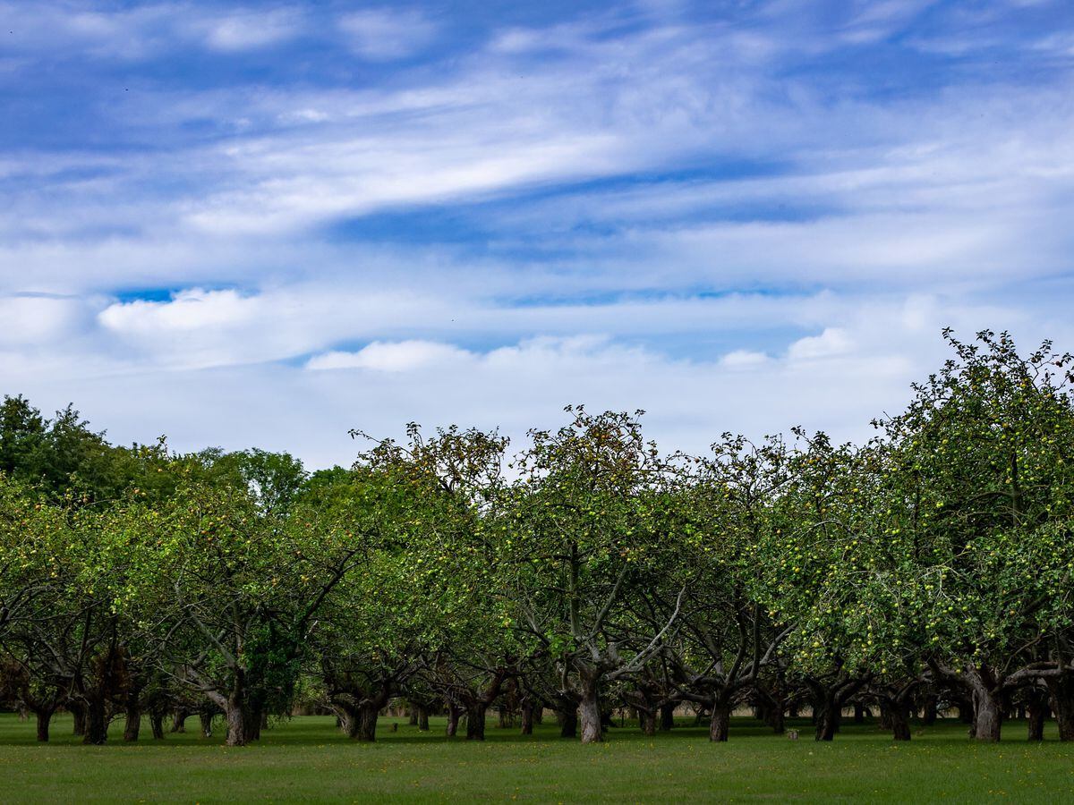 Coton Orchard