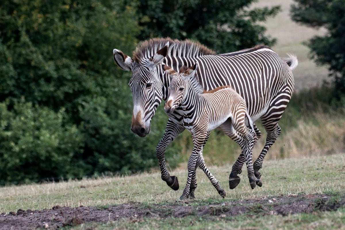 west midlands safari park zebra