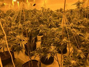 Police executed a warrant at a property and uncovered a cannabis factory 