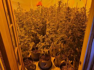140 plants were seized after Staffordshire Police carried out a warrant in Great Wyrley