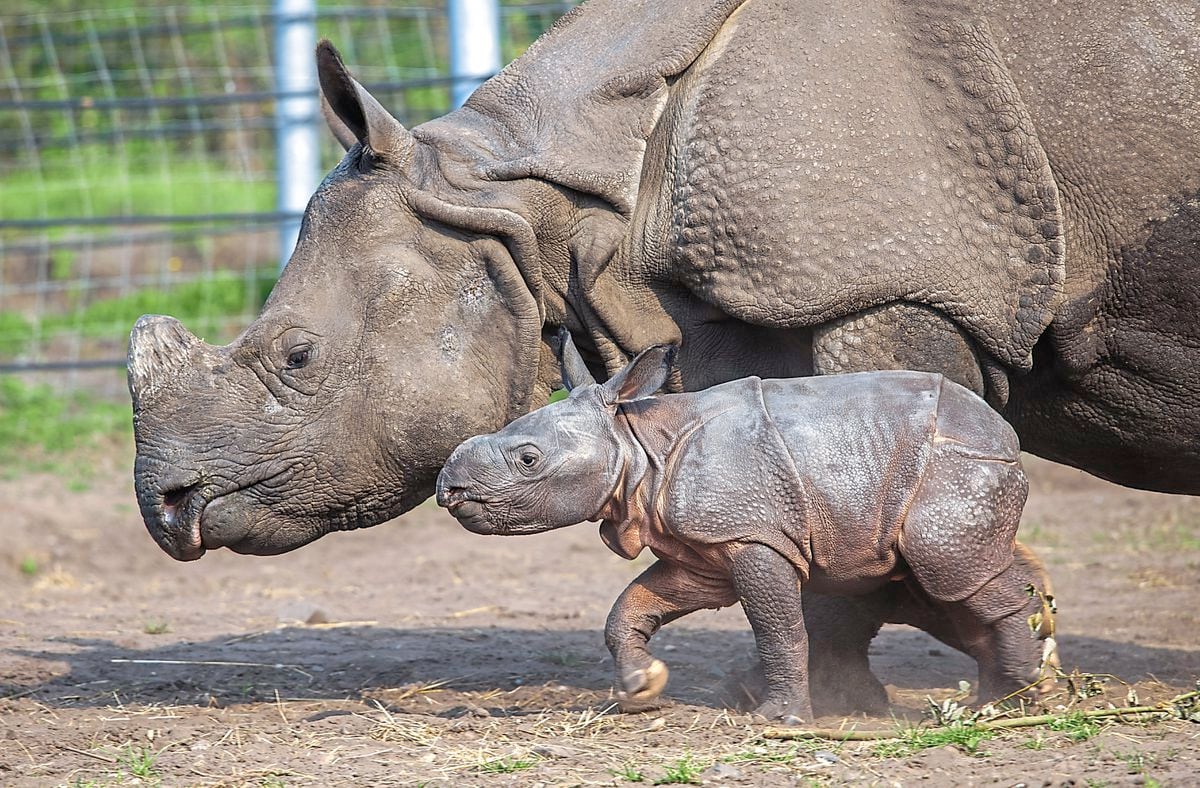 Inesh, West Midland Safari Park’s first Indian Rhino calf, with mother Seto getting used to new surroundings at the attraction in Bewdley during the quiet summer months