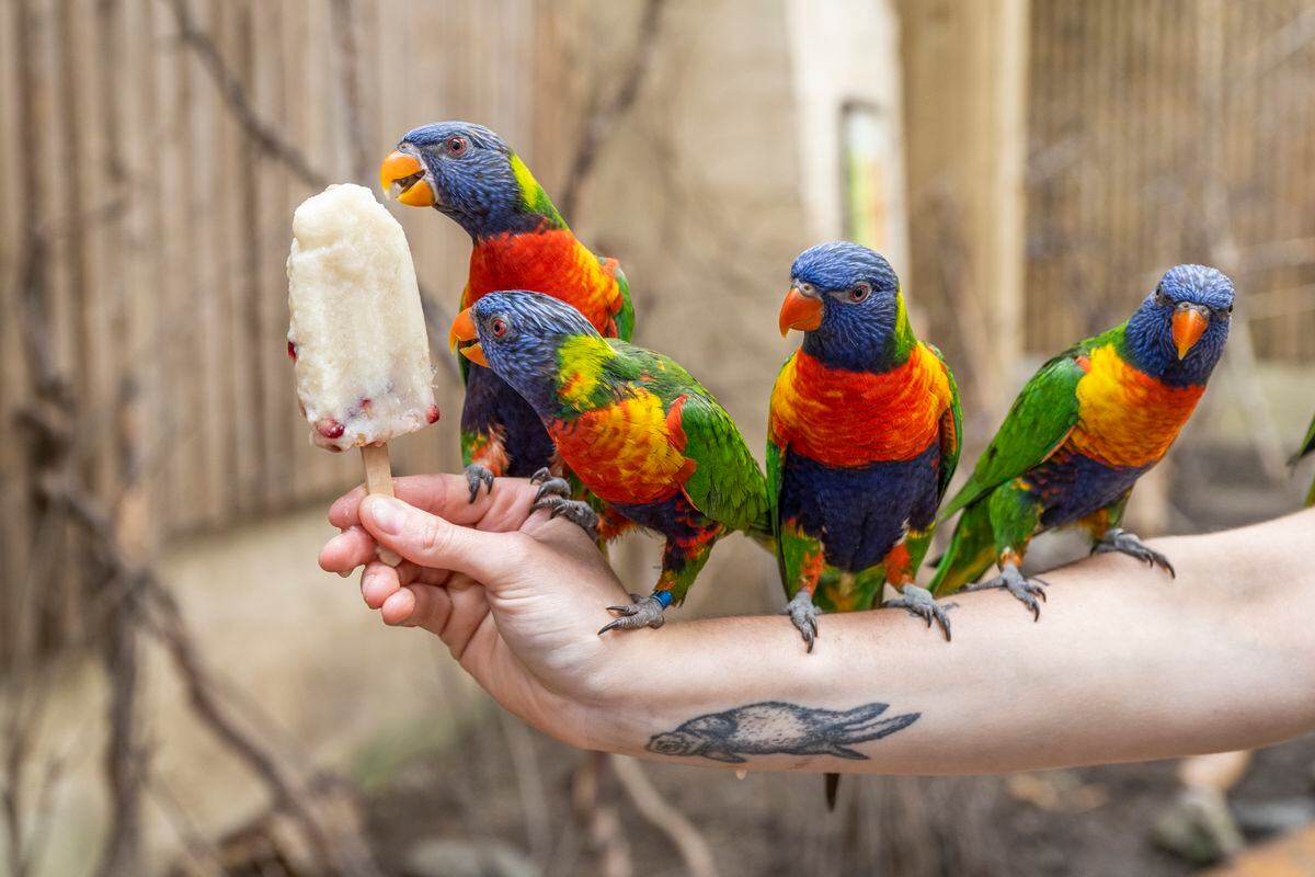 Lorikeets cool down with some ice lollies 