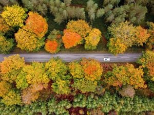 Stunning autumn colours along Penkridge Bank Road, Cannock Chase