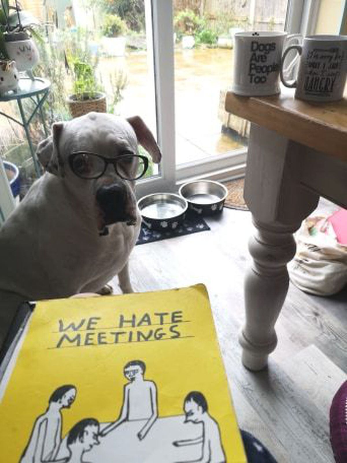 Frankie's dog Obie, an American Boxer, who started a Facebook page dedicated to animarls 'working from home'