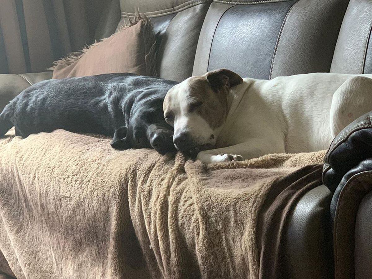 Mollie and Evie taking a well deserved nap. From Becca Perry, Wolverhampton