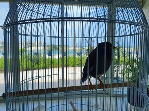 Juji the myna bird in his cage