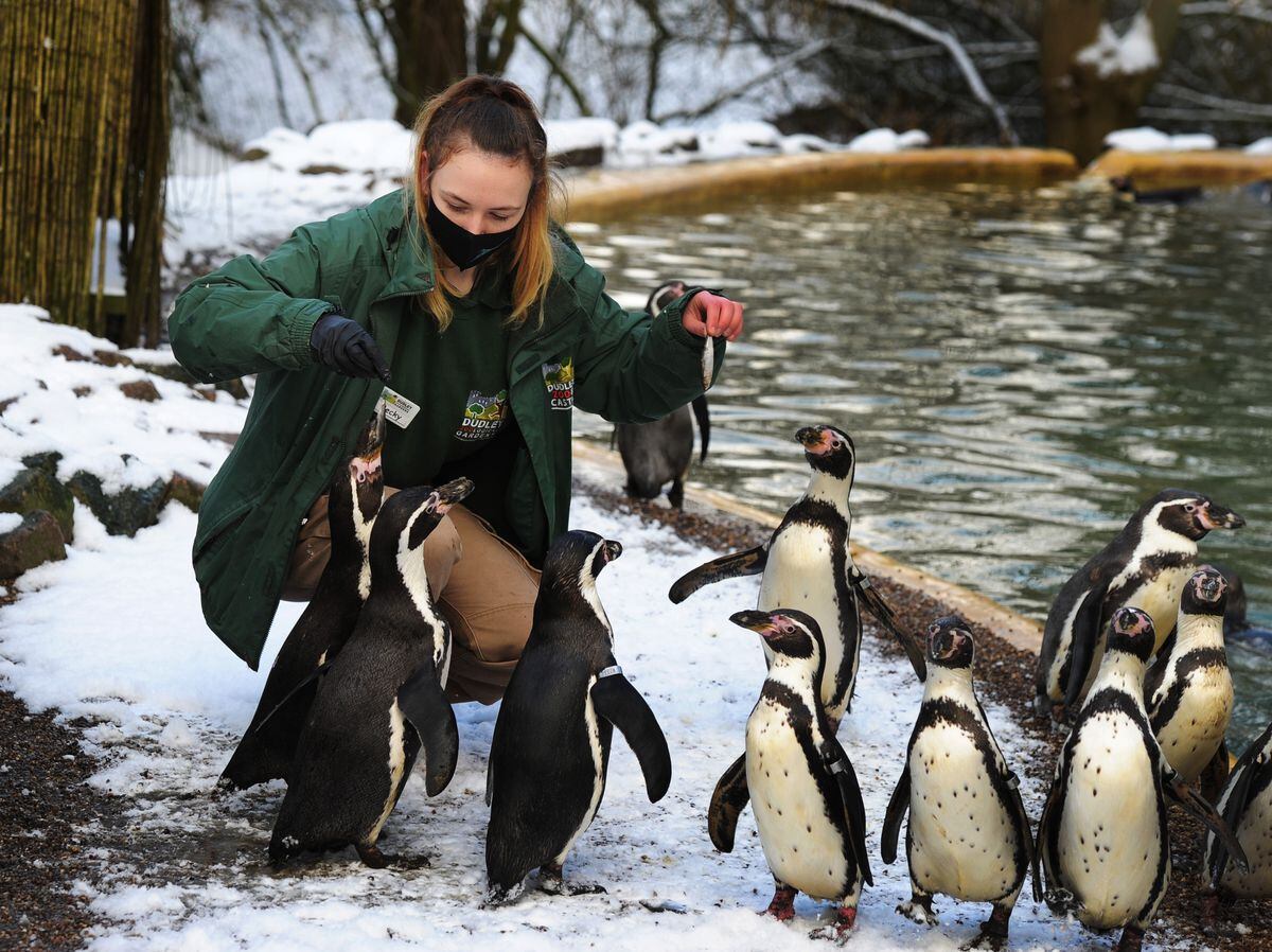Around 70 per cent of the zoo's penguins have tragically died