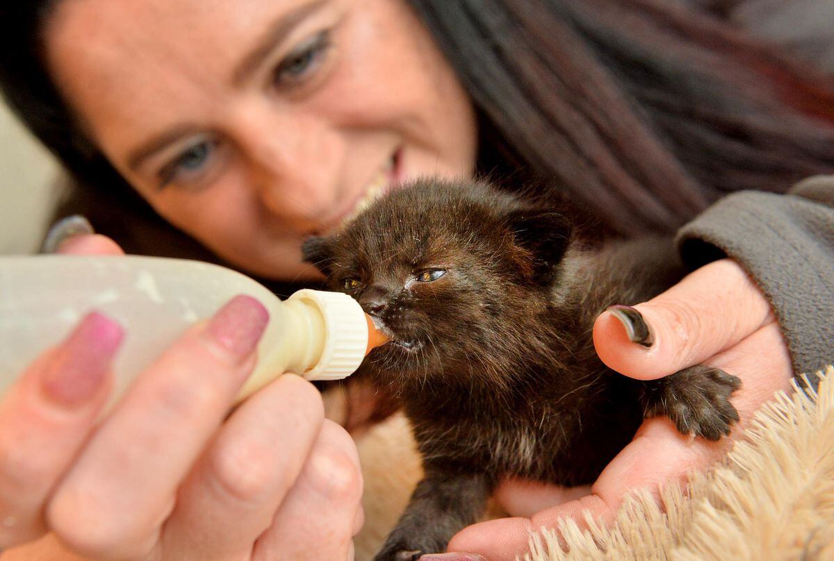 Sophie feeds Lucky the kitten who was found on a building site
