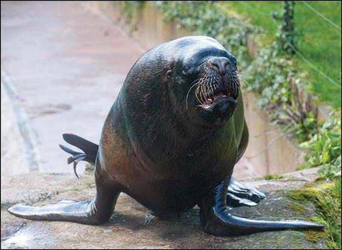 Orry the sealion