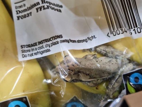 The stowaway was discovered in groceries delivered to a family at their home