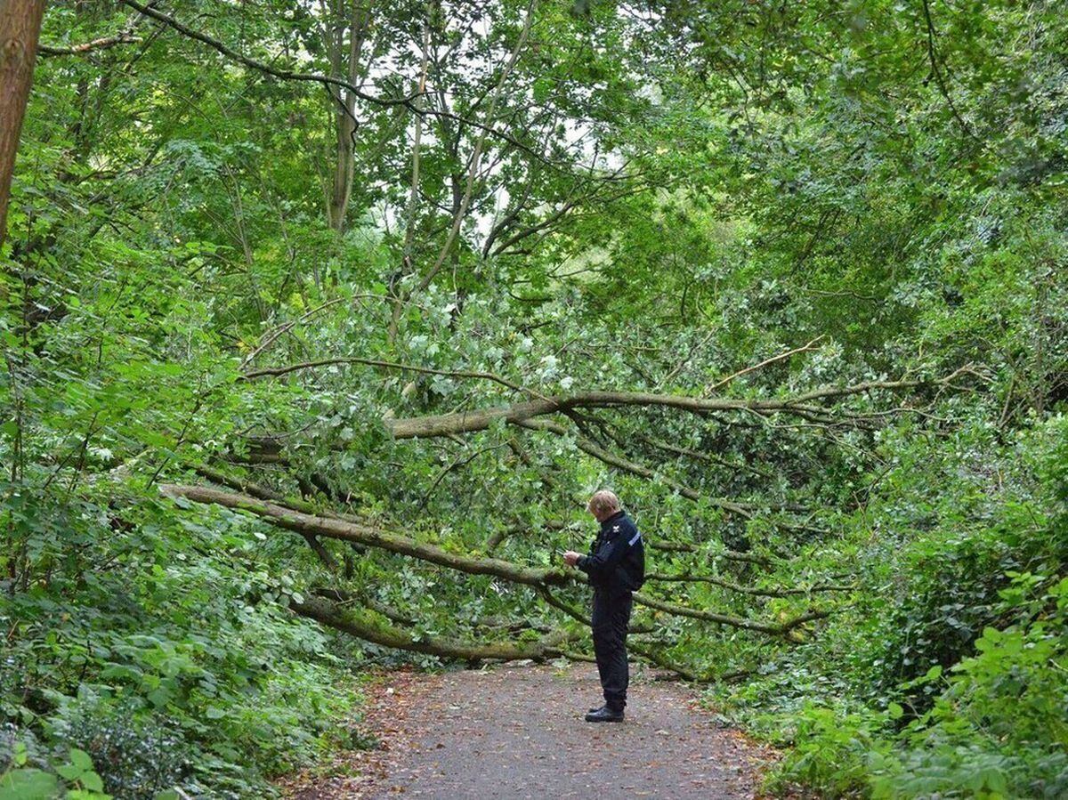 The large tree fell across the pathway known as the Isabel Trail