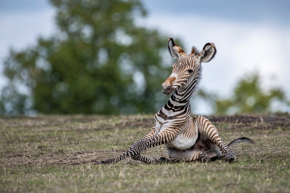 west midlands safari park zebra