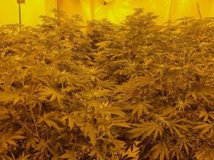 Over 130 cannabis were discovered in the raid