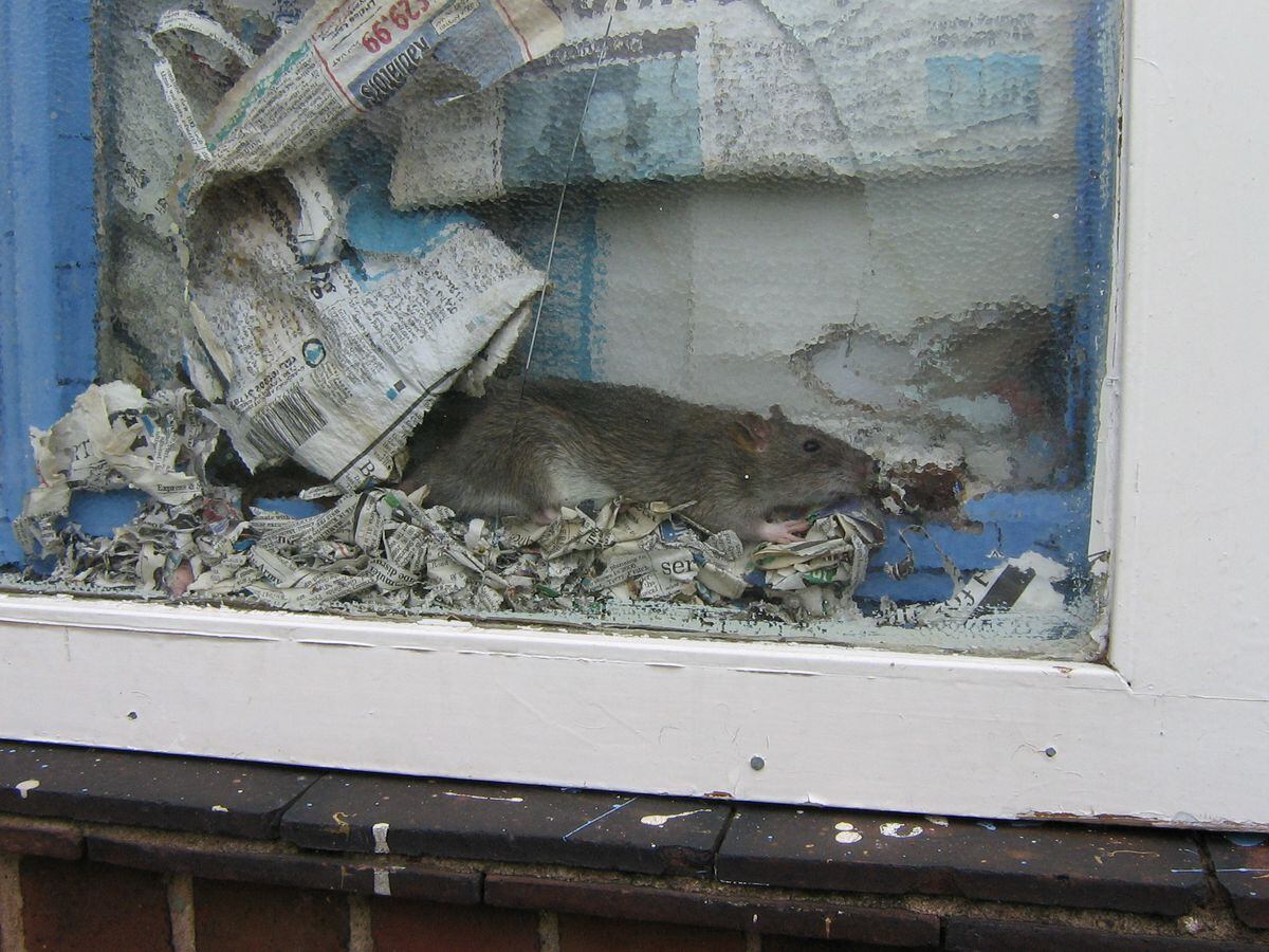 A rat in the window of Walsall takeaway, spotted by environmental health officers. Photo: Walsall Council