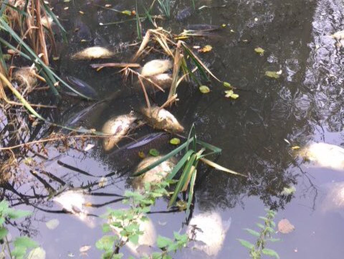 Fish found dead in a pool near Cannock. Photo: Dave Throup