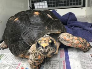 The red-footed tortoise was found in a field