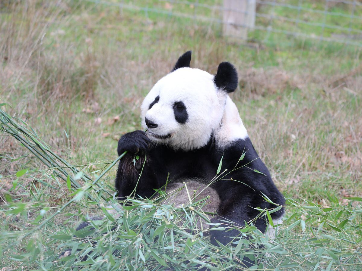 Tian Tian the panda