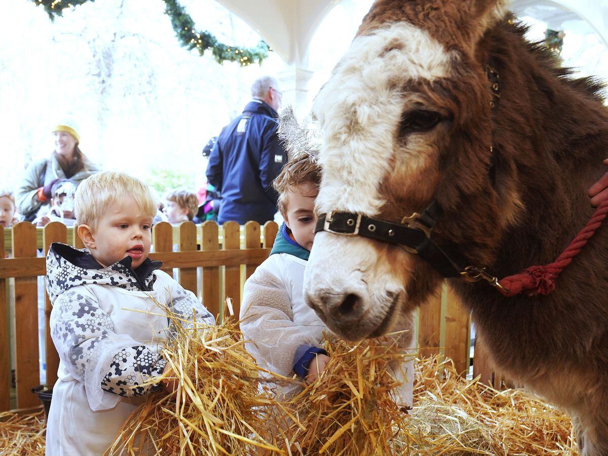 Children and a donkey at the Live Animal Crib in Dublin