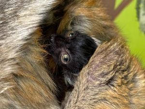 Two black lemur babies have been born at Dudley Zoo. Photo: Dudley Zoo.