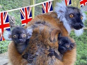 Lemur twins, Charles and Camilla, are still sticking close to their mum