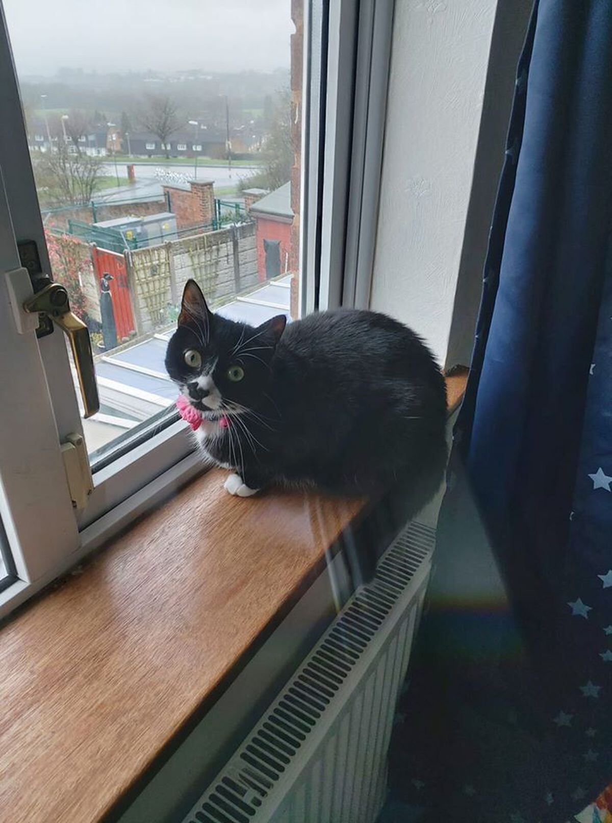 Pixi gazing out of the window when she should be hard at work. From Chloe Hill, Dudley