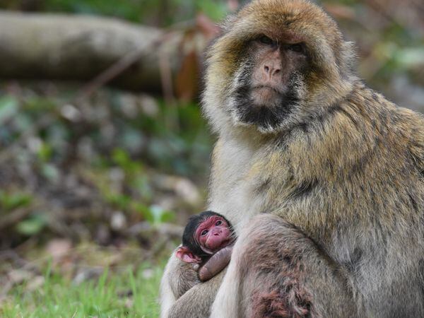 Newborn Barbary Macaques at Trentham Monkey Forest