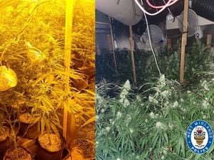 More than 500 cannabis plants were recovered in the raid. Photo: West Midlands Police