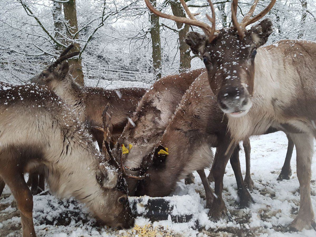 Snow hits the Black Country and Staffordshire
