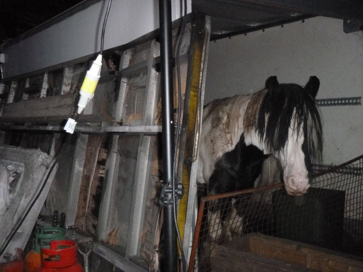 One of the horses found at John and Lisa Evans' site. Photo: RSPCA
