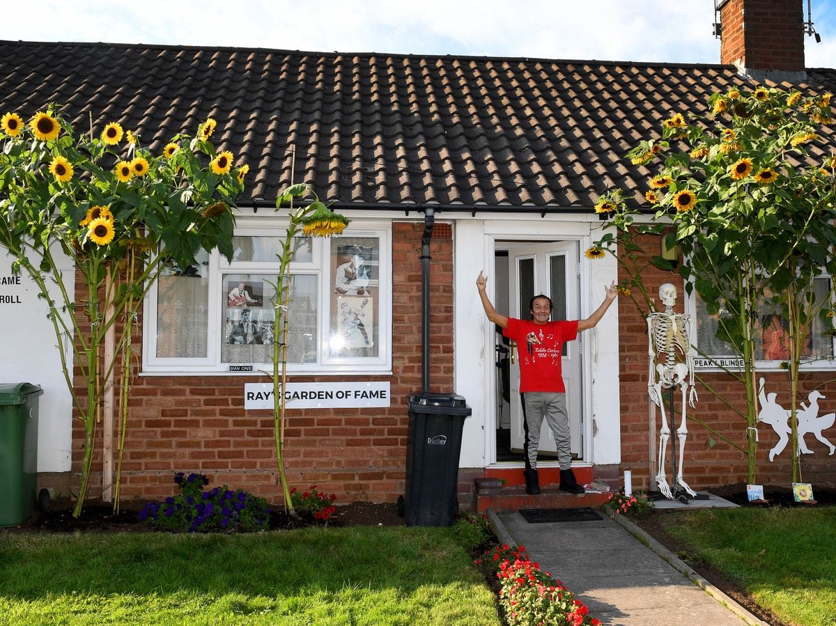 Ray Siviter shows off the forty eighteen foot sunflowers grown at his bungalow