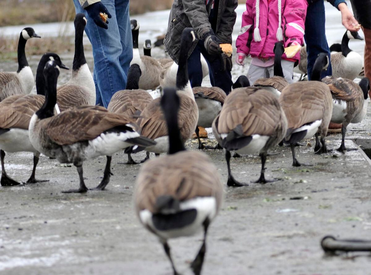 Bird flu has been confirmed in Canada geese at Sandwell Valley. Stock photo