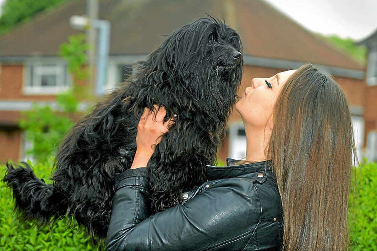 Wolverhampton rescue dog lost for 10 days in Snowdonia