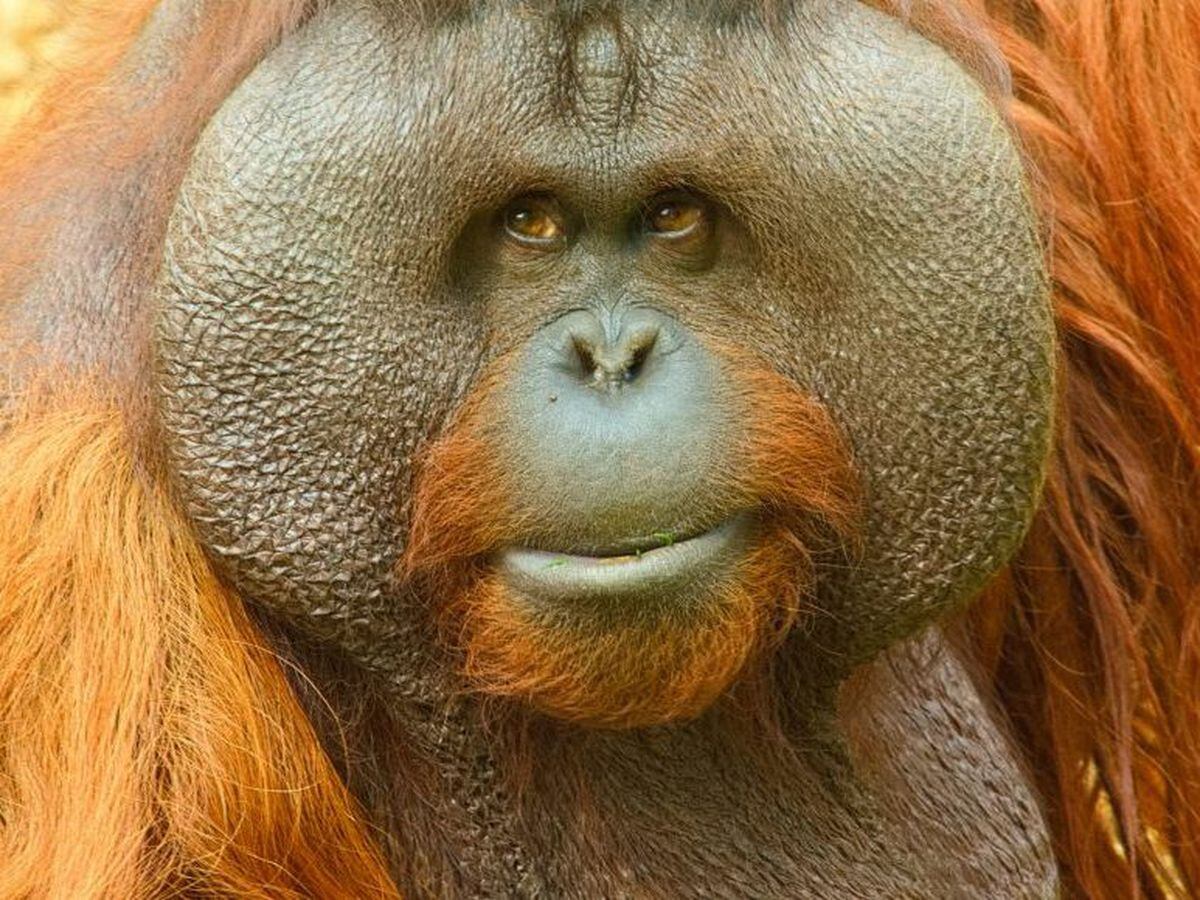 Beloved Dudley Zoo  orangutan  dies Express Star
