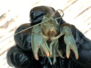 One of the White Clawed Crayfish recovered from the Wash Brook