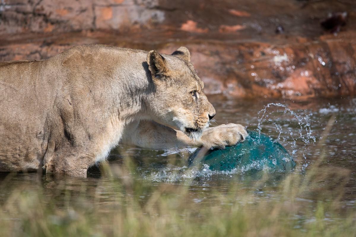 The Safari Park's lions cool down 