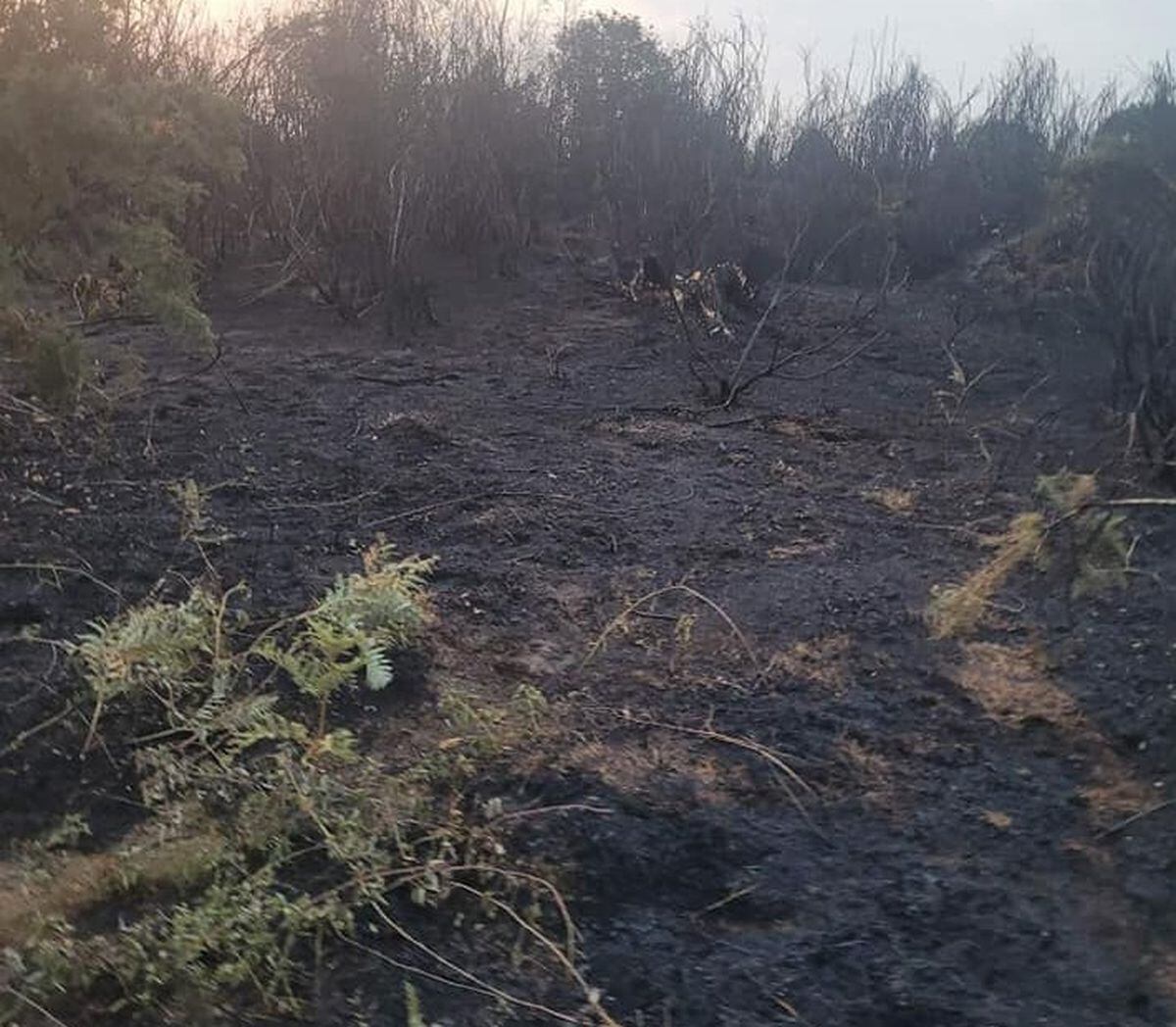 The aftermath of the fire on Hartlebury Common. Photo: Hereford & Worcester Fire and Rescue Service