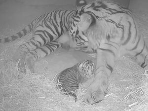 Sumatran tiger Gaysha cleaning and feeding her tiny cub just hours after its birth