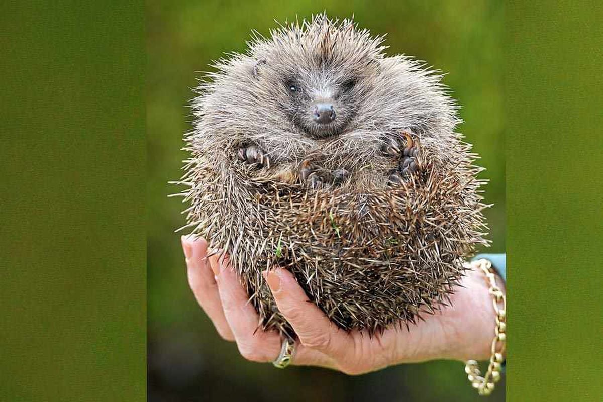 West Midlands hedgehog plea gets to the point