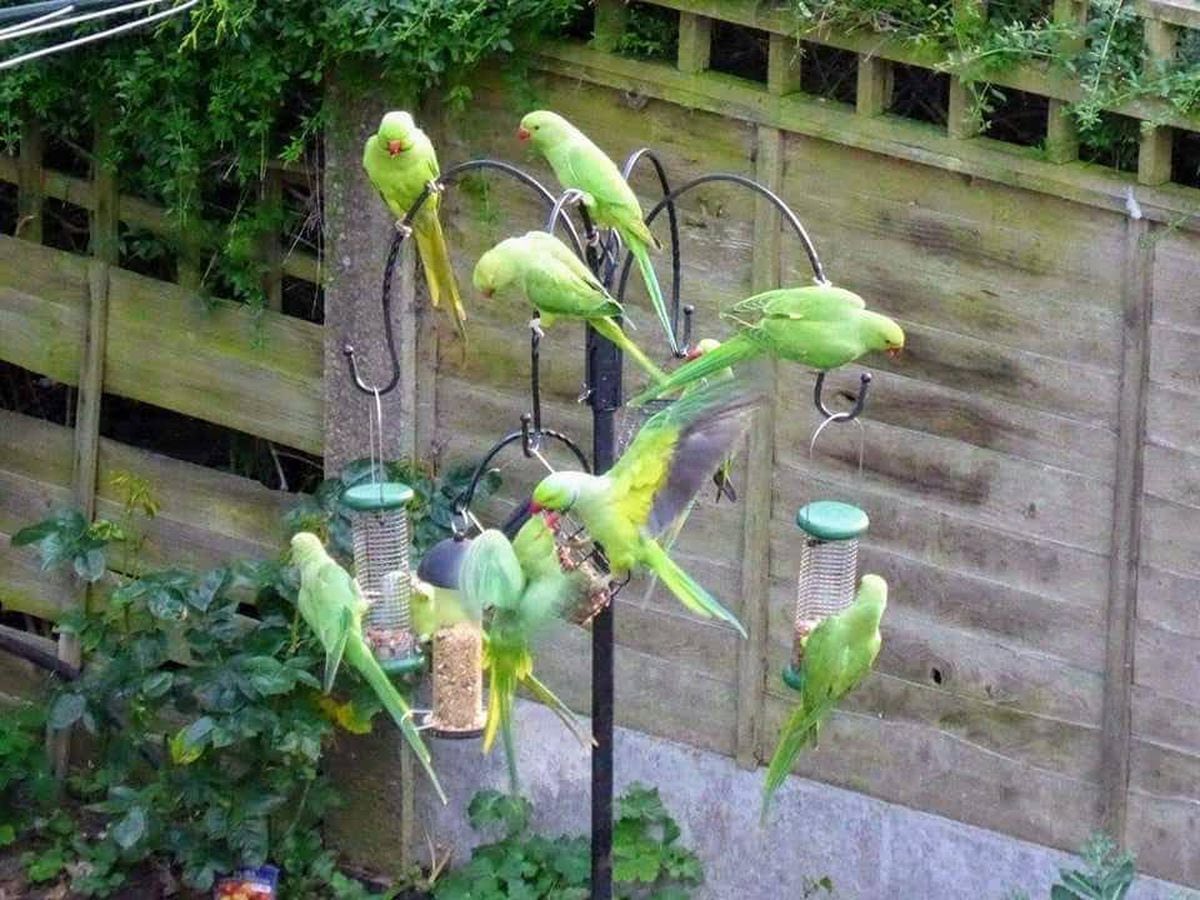 Bird watchers go flapping mad as more parakeets spotted in the Black Country