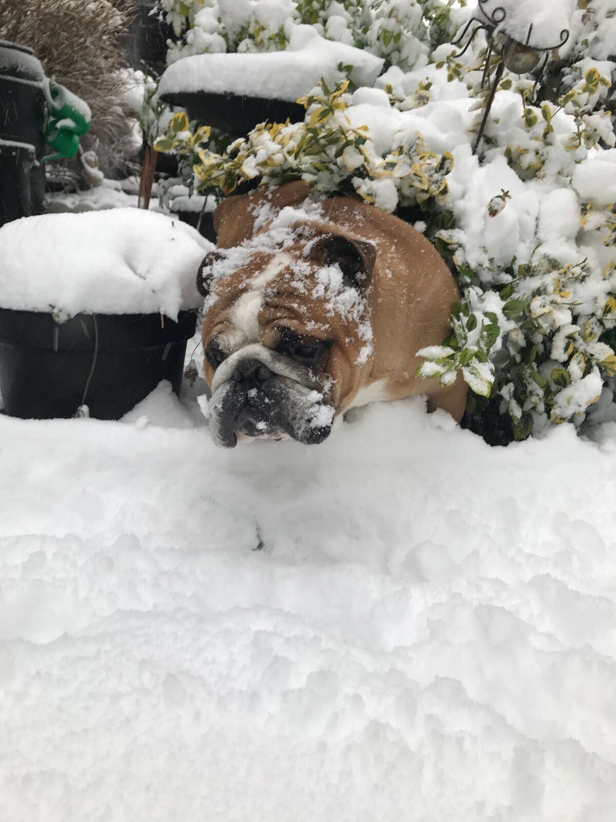 Bruce the dog having fun in the snow. Picture by Vickie Forrest