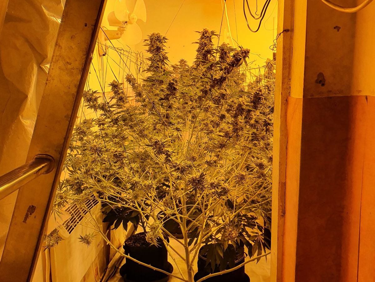 The cannabis plants found in Bilston. Photo: Bilston Police