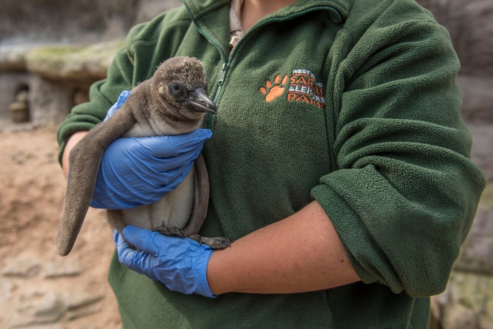 Baby penguin is first born at park for 44 years | Express & Star